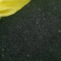 بذر مینروا دستگیری درجه 1از قوطی