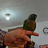 طوطی گرینچیک