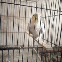 عروس هلندی