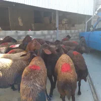 گوسفند قزل افشار