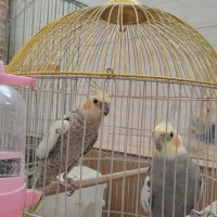 یک جفت عروس هلندی مولد سخنگو
