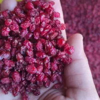 زرشک بیرجند اناری و پفکی