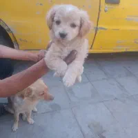 فروش توله سگ کوچیک