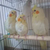 تعدادی عروس هلندی و جوجه