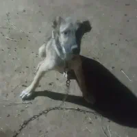 سگ سرابی