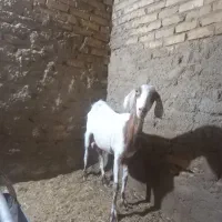 بز دورگ پاکستانی