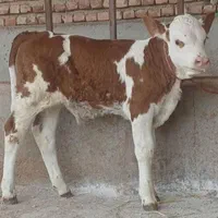 فروش گوساله در بندر ترکمن