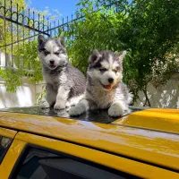 هاسکی