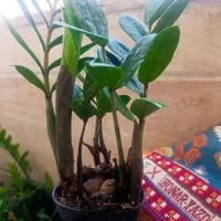 زام سبز پر پاجوش