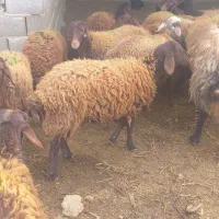 بره نرهمو و ماده هترو وهمو