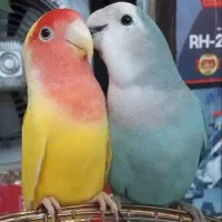 جفت کوتوله دستی باتخم