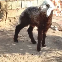 1عدد بره نر درجه یک شرط صحیح وسالم وعلف خور