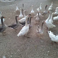 غاز|حیوانات مزرعه|کازرون, |دیوار