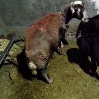 میش سبز کری