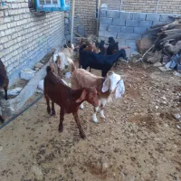 بزغاله گیسک