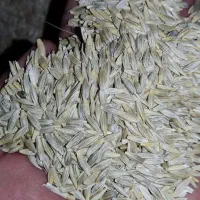فروش جو درجه یک