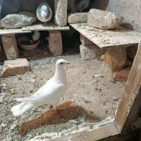 کبوتر پرشی سفید