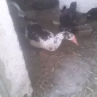 اردک اسراییلی