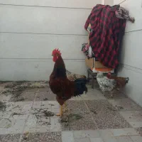 مرغ و خروس