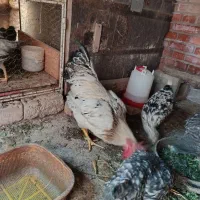 مرغ و خروس
