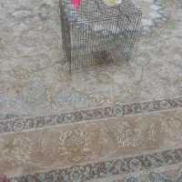 قفس پرند