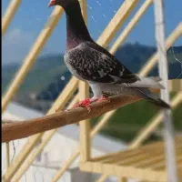 کفتر