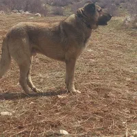 سک سراب ب علت نبود جا