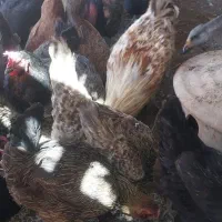 فروشی عمده وتکی