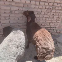 ۲عدد شیشک دودندان فروشی