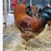یک عدد خروس چاق چله خوشگل معاوضه با مرغ تخمگذار