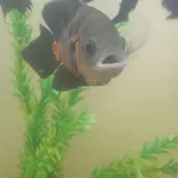 اسکار سوپر باله