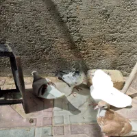 کفتر جوجه آس