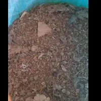 کود بلدرچین