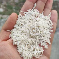 برنج گیلان آستانه اشرفیه محصول سال