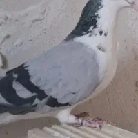 ماده سینه باز ذاتی ظالم معاوضه با نرسفید دمگیر