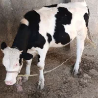گوساله ماده سیمینتال