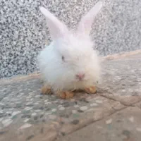 بچه خرگوش لوپ سفید چشم شرابی