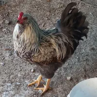 خروس