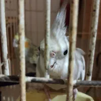عروس هلندی