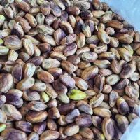 مغز پسته درجه یک سروستان