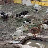 اردک پکنی ۳ ماهه