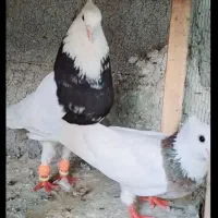 کبوتر طوقی