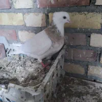 کبوتر طوقی ماده