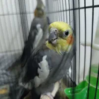 ۲ عدد عروس هلندی بالغ