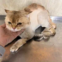 اصلاح پیرایش شست وشو حیوانات