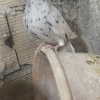 سار کاکلی وابلغ کاکلی
