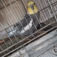عروس هلندی