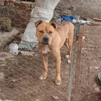 سگ پیتبول وارداتی