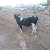 گوساله نر