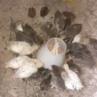 جوجه بوقلمون